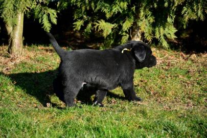 Labrador Retriever Welpe (R�de)