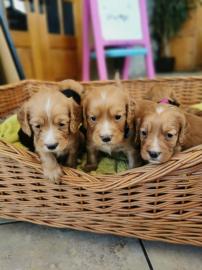 Arbeiten Cocker Spaniels kc