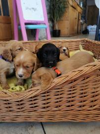 Arbeiten Cocker Spaniels kc