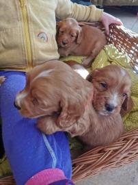 Arbeiten Cocker Spaniels kc