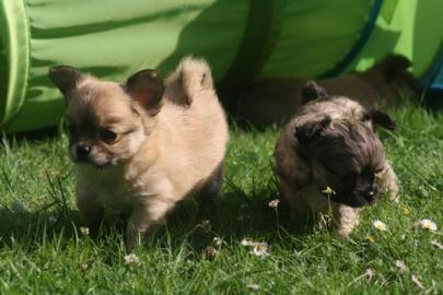 H�bsche Chihuahua Welpen in Lang - und K