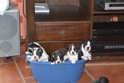 BOSTON TERRIER WELPEN ZU ADOPTIEREN !