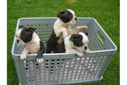 BOSTON TERRIER WELPEN ZU ADOPTIEREN !