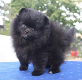 Reinrassige Schwarz Weiblich Pomeranian