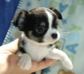 Chihuahua Welpe