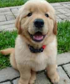 Liebevolle Golden Retriever Welpen f�r R
