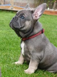 machos y hembras de bulldog franc