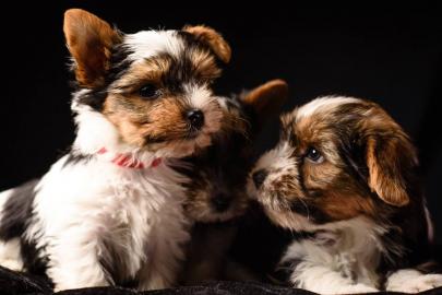 Biewer-Yorkshire Terrier Babys / Ahnenta