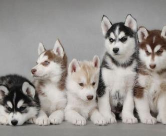 Sibirische Huskywelpen R�de und Weibchen