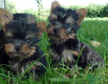 Supers�sse kleine Yorkshire Terrier Welp