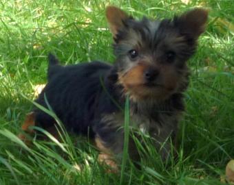 Supers�sse kleine Yorkshire Terrier Welp
