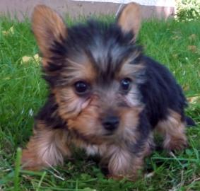 Supers�sse kleine Yorkshire Terrier Welp