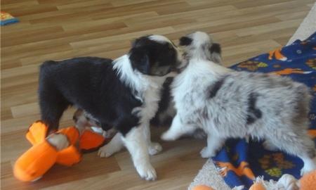 Australian Shepherd pupps for adoption