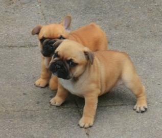 Franz�sisch Bulldogge-Welpen, geimpft