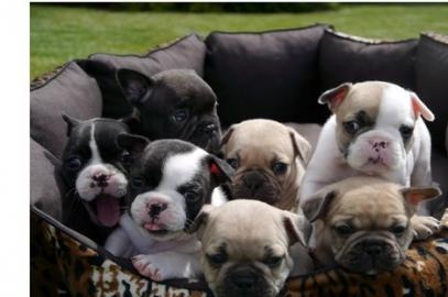 Franz�sisch Bulldogge-Welpen, geimpft