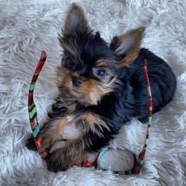 MINI Sch�n Yorkshire Terrier Steel Blue