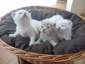 BKH-Kitten reinrassig (weibchen und m�nn