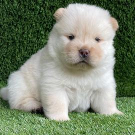 CHOW-CHOW-WELPEN MIT PAPIEREN