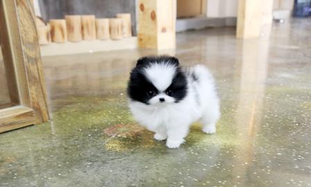 ORIGINAL POMERANIAN ZWERGSPITZ WELPE WEI