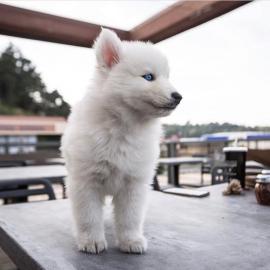 Siberian Husky zur Adoption