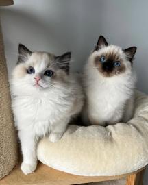 Lernen Sie unsere bezaubernden #Ragdoll-