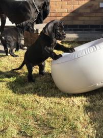 AKC Deutsche Dogge Welpen zu verkaufen