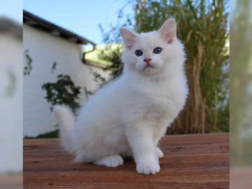 Erh?ltlich Britisch Kurzhaar (BKH) Katz