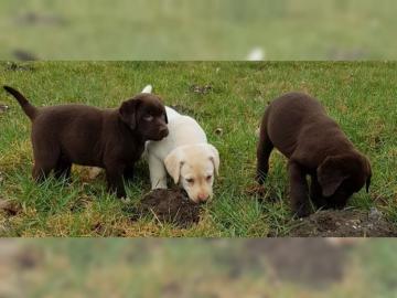 Bildsch�ne Labrador Welpen mit Papieren. 