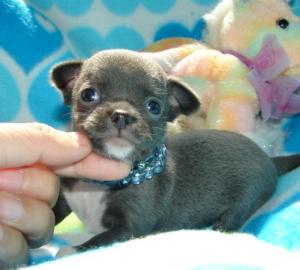 Zuckers?sse Mini-Chihuahua-Welpen (Langh