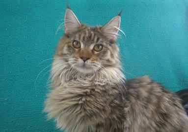 Maine Coon Kitten