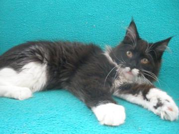 Maine Coon Kitten