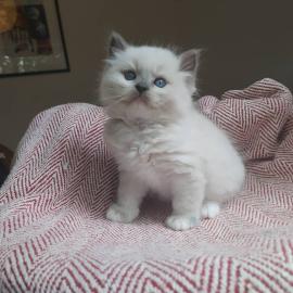 Ragdoll K?tzchen verf?gbar und bereit, f
