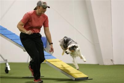 M�nnliche und weibliche Australian Sheph