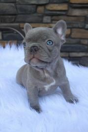 Franz�sische Bulldog Welpen mit Papieren