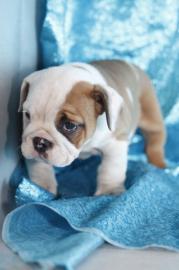 Reinrassige Englische Bulldogge Welpen