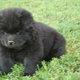 Adorable chow chow pups