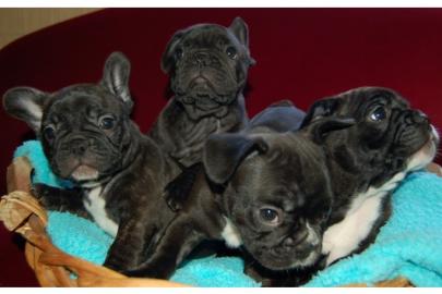 Franz�sische Bulldoggen Welpen
