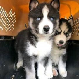 Siberian-Husky-Welpen whatsapp nummer +4