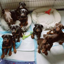 Dobermann Welpen whatsapp nummer +436811