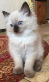 Ragdoll-K�tzchen mit Stammbaum