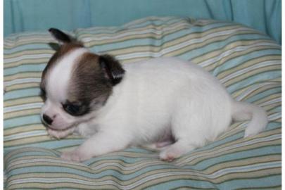 Chihuahuawelpen Kurzhaar