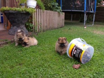 Spitz auf `nen Spitz S��er Zwergspitzr�d