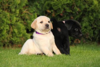 6 bildh�bsche Labrador-Retriever-Welpen