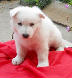 Schweizer Sch�ferhund Welpen