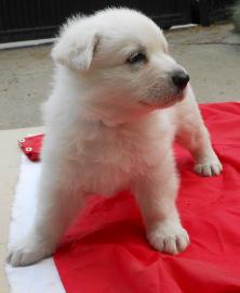 Schweizer Sch�ferhund Welpen