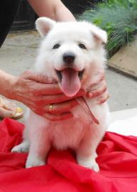 Schweizer Sch�ferhund Welpen