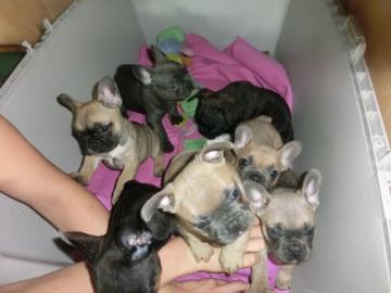 Franz�sische Bulldoggen Welpen  in Blau