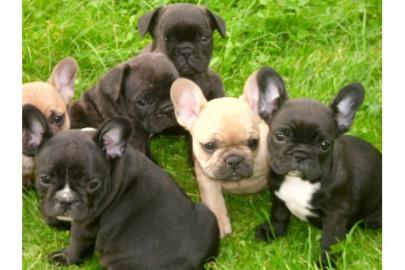 S��er Franz�sisch Bulldogge Welpen