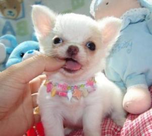 #Super klein Chihuahua-Welpen#