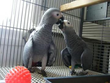 Kongo-Graupapageien-Babys